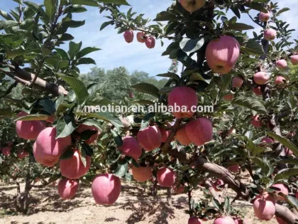 2017 Fresh Red Star Apple