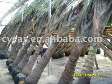 Neodypsis