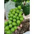 Tropical Flavor High Sugar Shine Muscat