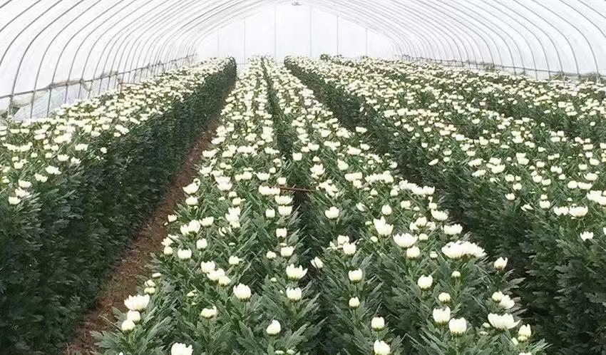 Kennedy white chrysanthemum