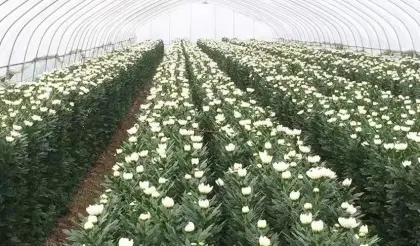 Kennedy white spray chrysanthemum