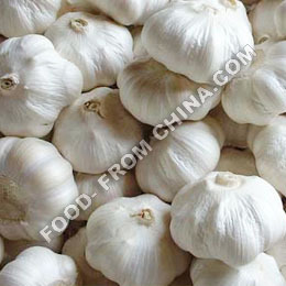 Garlic