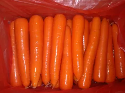 Fresh Carrot in weifang