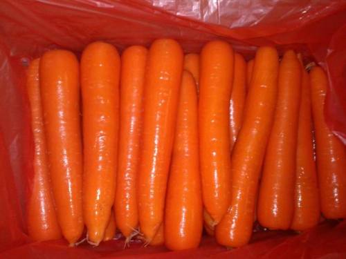 Zanahoria fresca en weifang