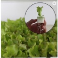Hot Sale Indoor Small Size Hydroponic System