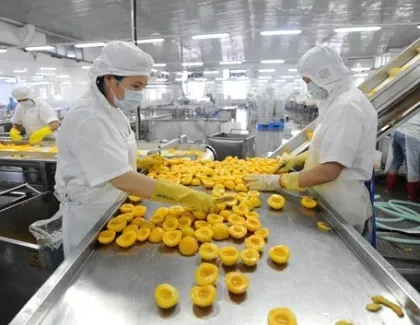 Canned pickles pickled cucumber Making Machine