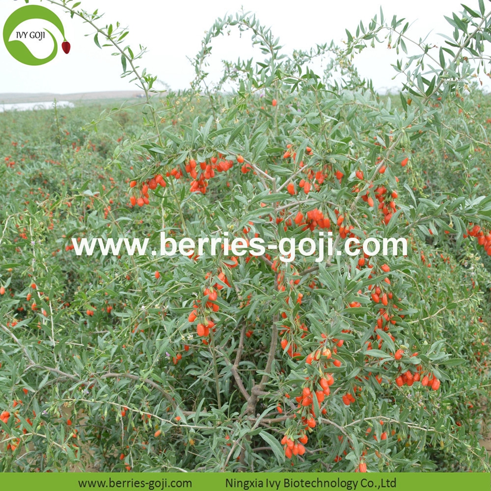 Goji berry