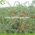 Factory Wholesale Fruit Sweet Low Pesticide Goji Berry