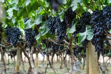 Fresh Sweet Sapphire Table Grapes