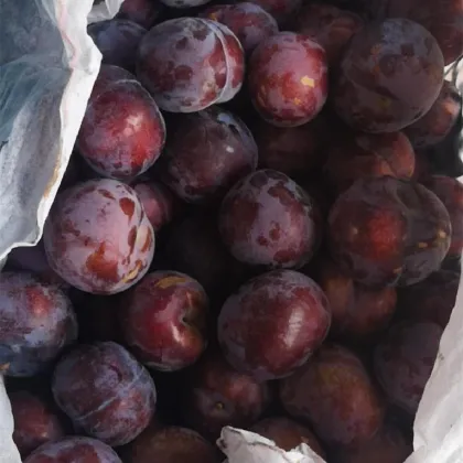 Fresh DeliciousTastyGood Quality Plum