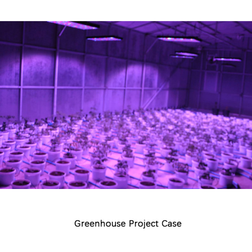 Solar powered 1200W switchable LED grow light