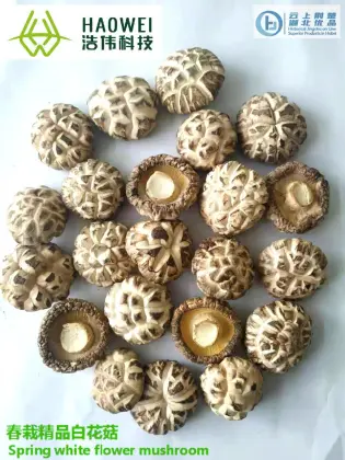 DRIED MUSHROOM