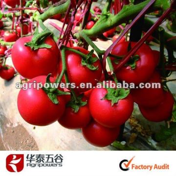 hybrid seeds vegetable seeds tomato TM386seeds
