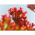 Enhancing immune system Rhodiola Rosea Extract