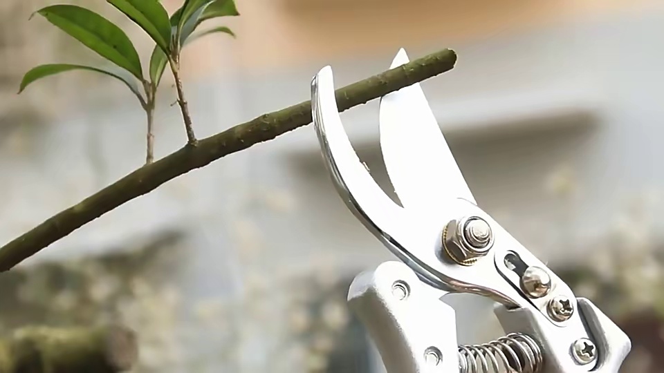 Factory Outlet Professional Harvesting Grafting Scissors Garden Manual Pruning Shears