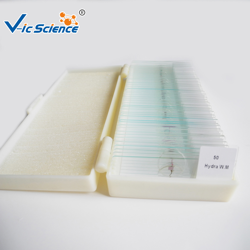 Microscope Slide
