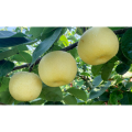 Snow Pear Extract