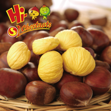 wholesale fresh raw bulk chestnuts