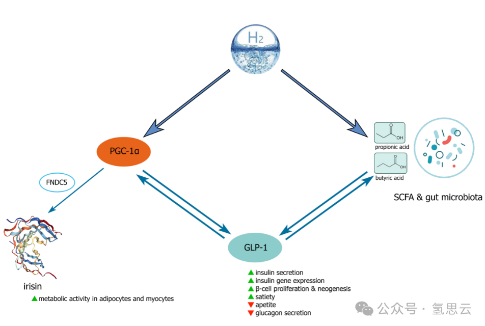 hydrogen gas and fat stimulation