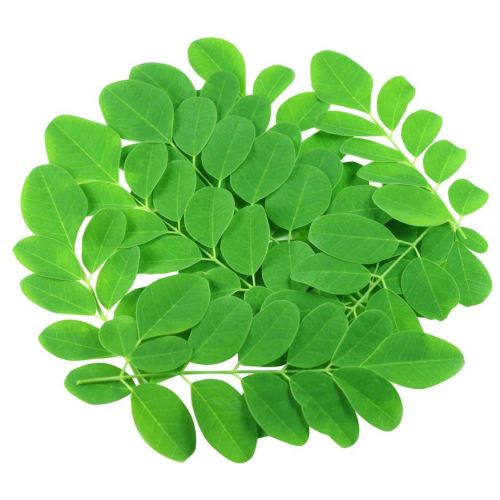 Herbal extract moringa leaf extract