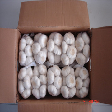 Pure White Fresh Garlic with 5.0cm