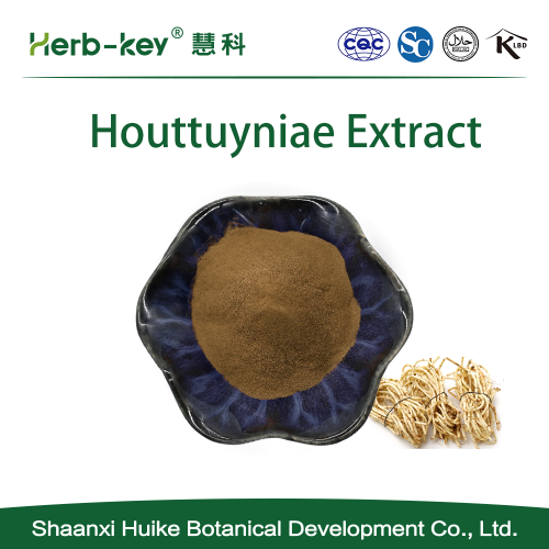 10: 1 -Verhältnis Herba Houttuyniae Extraktpulver
