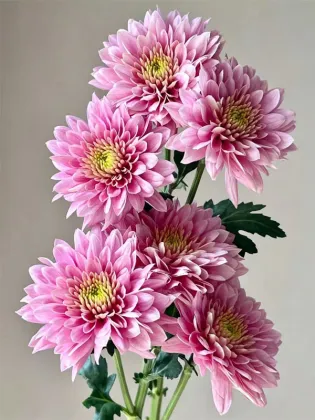 strawberry smoothie pompon Mum