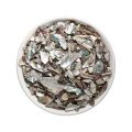 Abalone Shell for Liver Calming and Wind Control