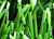 Spine artificial grass