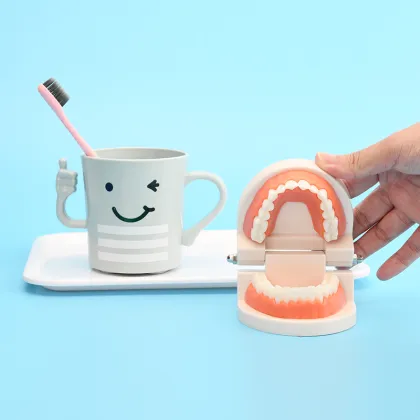 Orthodontic Dental Pathological Implant Teeth Model Study