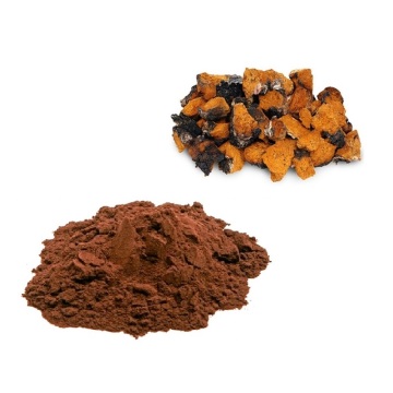 Direct Chaga Mushroom Extract Powder