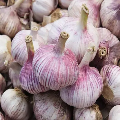 Natural Purple Garlic for Homemade Pickles