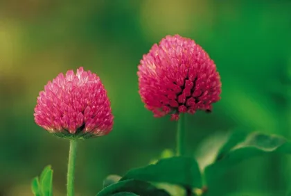 Red Clover P.E. 8%