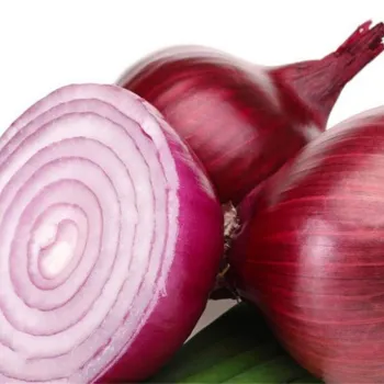 Best Quality Fresh Peeled onion for Sale