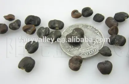 High Quality Purple Magnolia Seeds Mulan Tree Seeds For Sowing