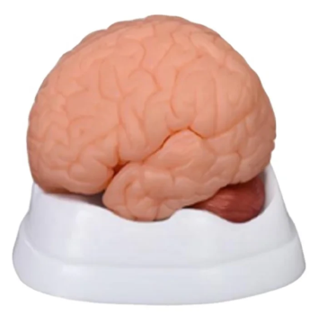Modèle anatomique du cerveau de science médicale de 9 parties Darhmmy en 9 parties