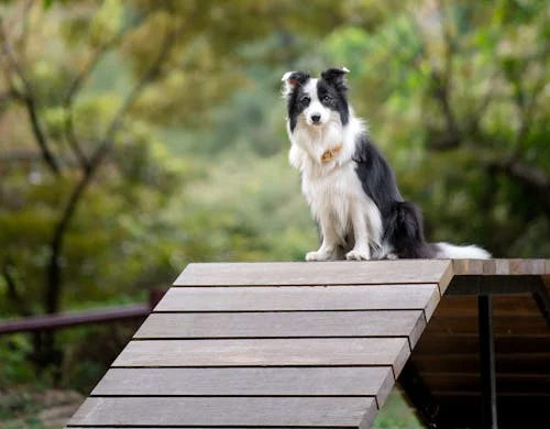 How to Train Your Dog Not to Chew on Furniture?