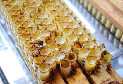 Fresh royal jelly with high quality