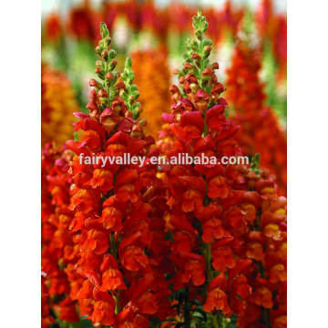 Top Quality Red White Pink Yellow Golden Blue snapdragons Seeds for Sowing