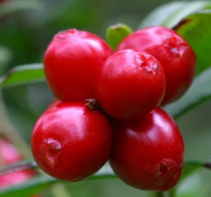 Best vaccinium vitis idea