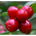 Best vaccinium vitis idea