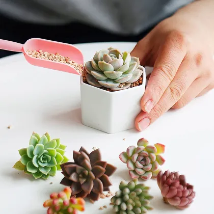 Modern White Ceramic Flower Pot with Bamboo Tray for Succulents