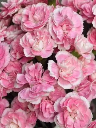 Spray carnation prince cherry