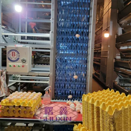 Automatic Egg Packing System for Poultry Farms