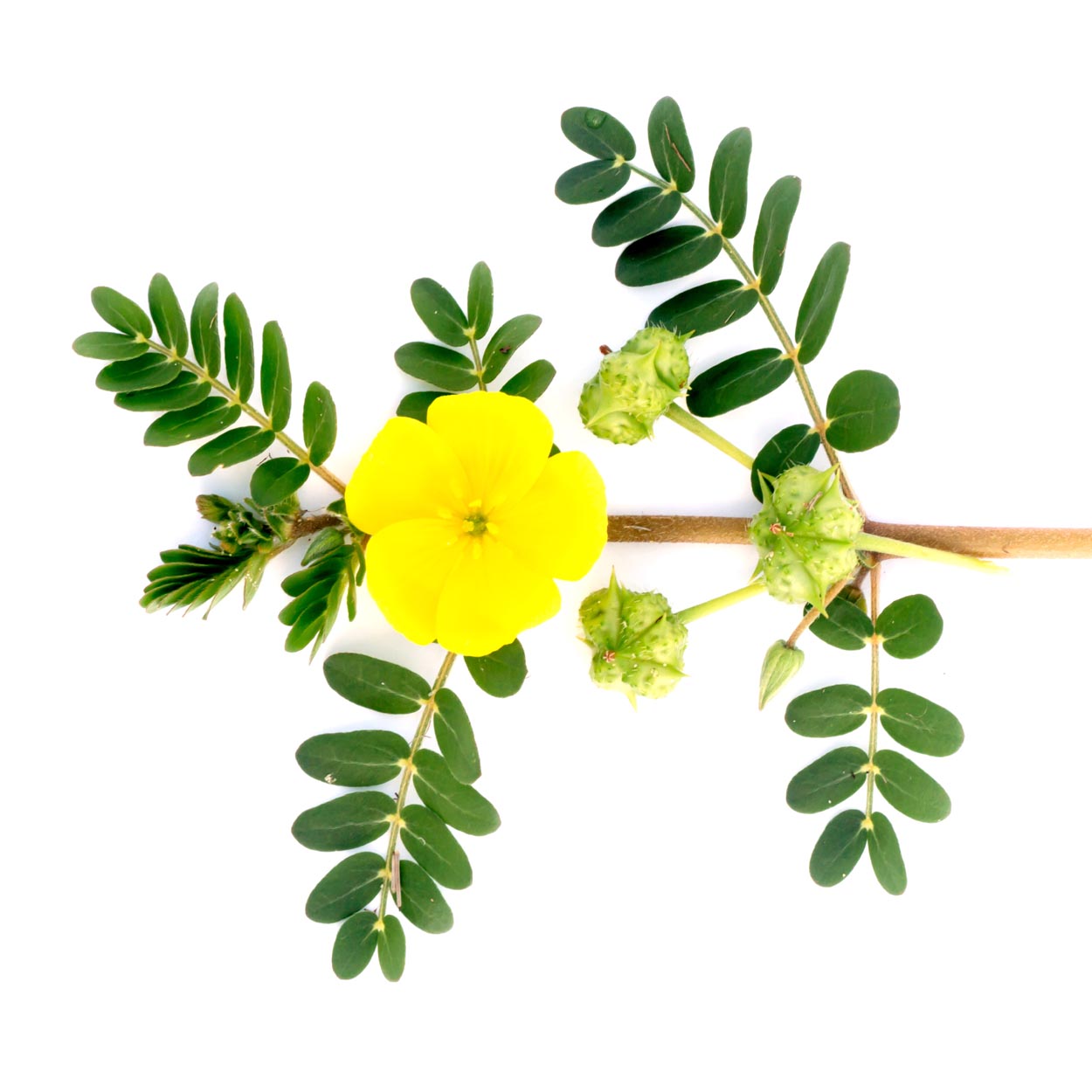 Wholesale Tribulus Terrestris Extract