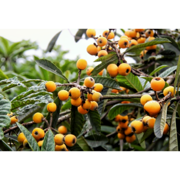 Natural Loquat Fruit Extract