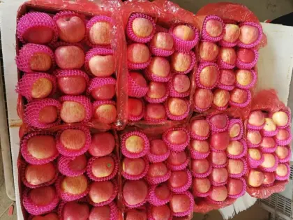 Global Gap Certificated Fresh FUJI Apple