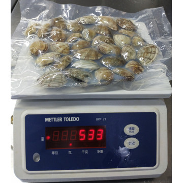 Live Frozen Short Necked Clams with Shell Seafood