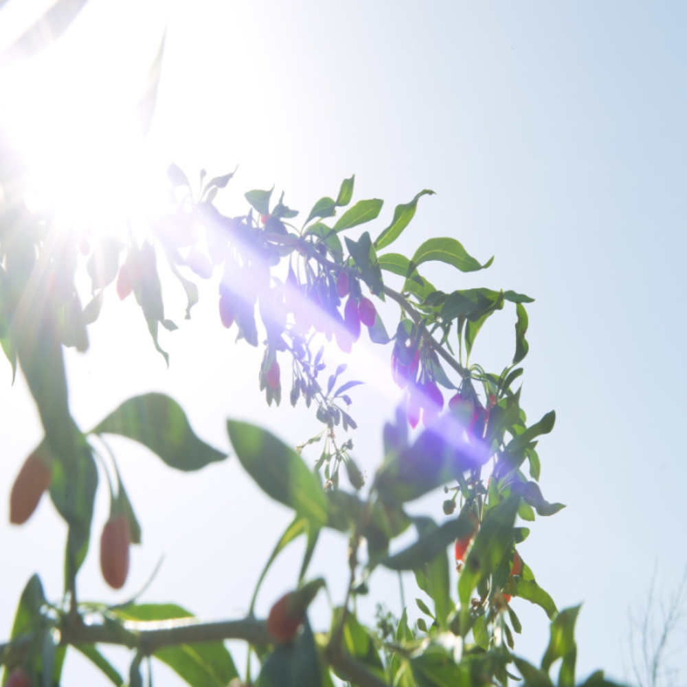 Gecertificeerde goji-bes voor gezonde biologische superfood