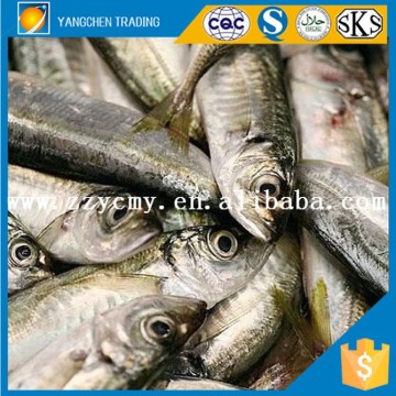 Canned food canned fish canned sardine in natural oil